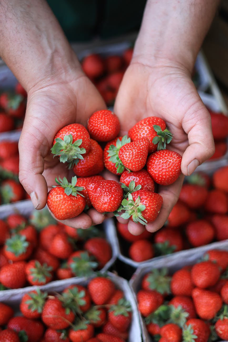 hands holding fresh strawberries
