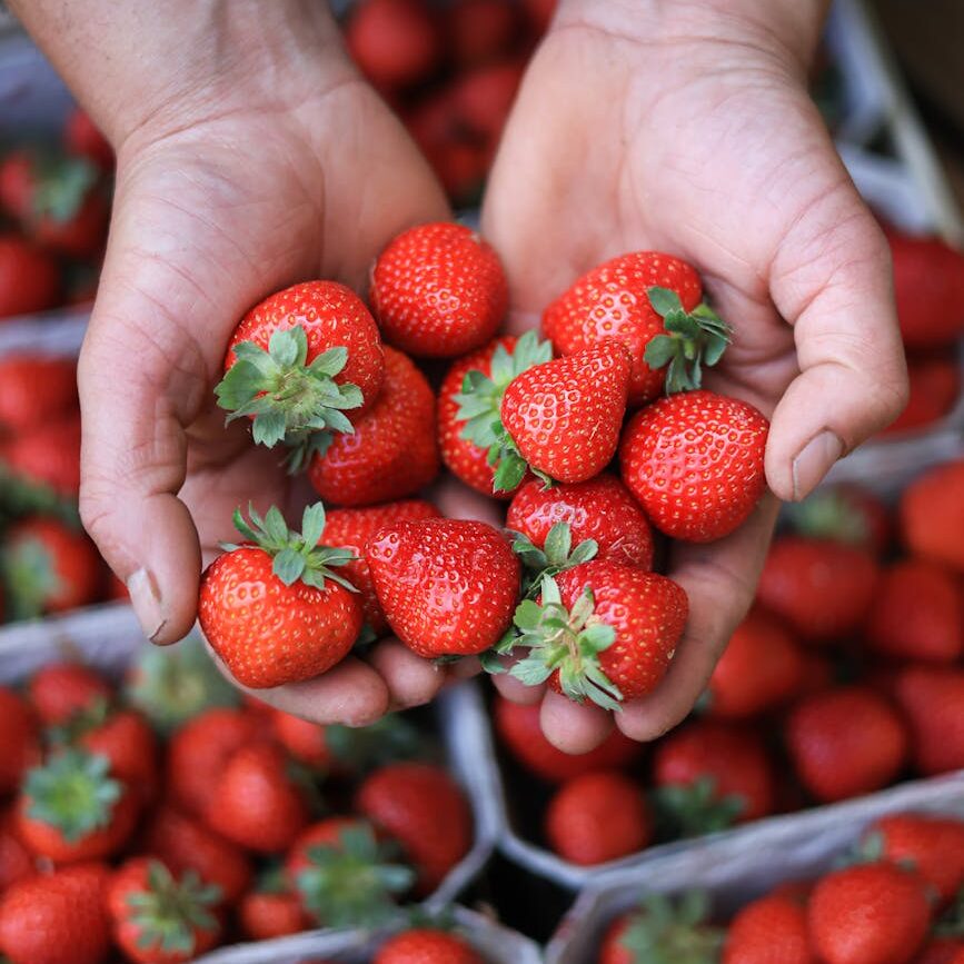 hands holding fresh strawberries