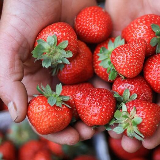 hands holding fresh strawberries